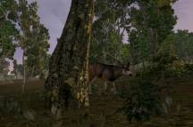 Deer Hunter Tournament  gameplay screenshot