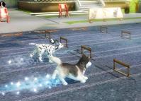 Petz Sports: Dog Playground  gameplay screenshot